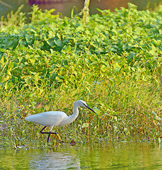 Image showing little egret (Egretta garzetta)