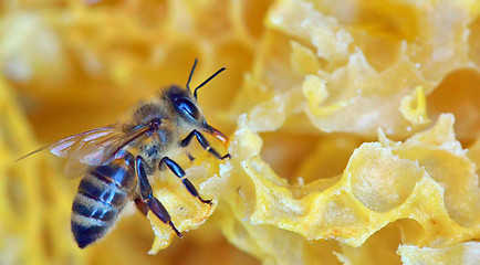 Image showing a bee on a honeycomb