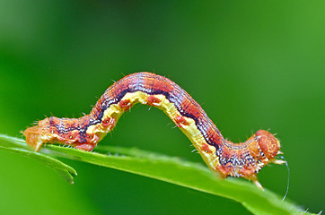 Image showing colorful caterpillar