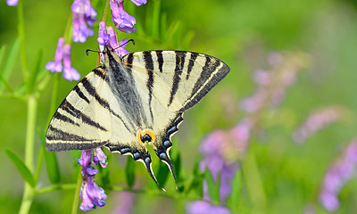 Image showing butterfly on flower