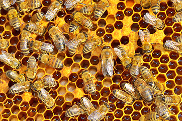 Image showing working bees on honey cells