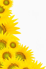 Image showing background with sunflowers