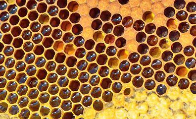 Image showing fresh honeycomb