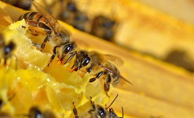 Image showing more bees on a honey cells