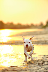 Image showing American Staffordshire terrier in sunset