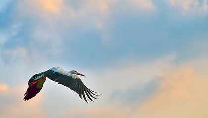 Image showing white stork flying 