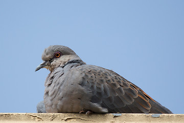 Image showing Dove
