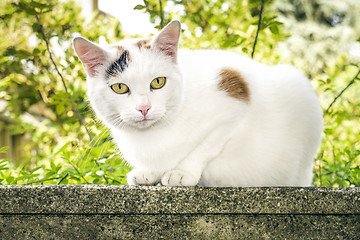 Image showing cat portrait