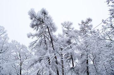 Image showing larch tree branch  snow rime electric wire winter 