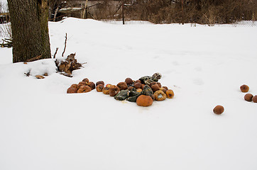 Image showing rotten decayed apples pumpkins garden winter snow 