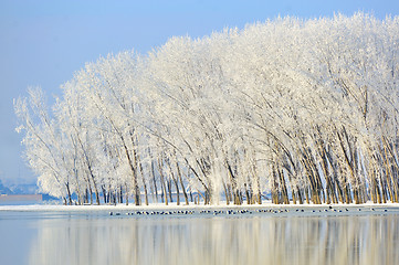 Image showing winter trees covered with frost