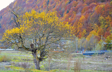 Image showing Forest covered with yellow leaves and rusty