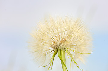 Image showing dandelion 