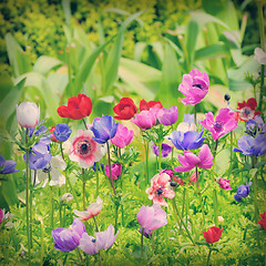 Image showing flowers of Anemone on field