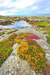 Image showing irish landscape