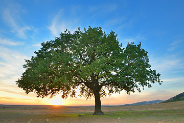 Image showing Alone tree