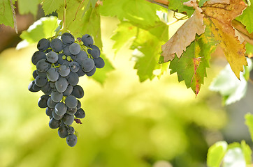 Image showing Red Wine Grapes