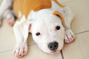 Image showing American Staffordshire terrier