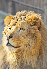 Image showing African lion