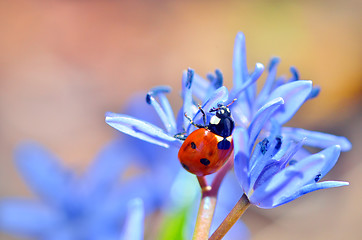 Image showing ladybug on blue flower