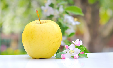 Image showing Apple and Flower Blossom