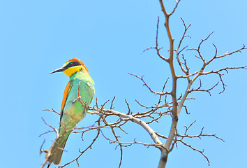 Image showing european bee-eater (Merops Apiaster) outdoor