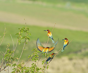 Image showing european bee-eaters