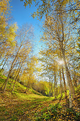 Image showing autumn landscape