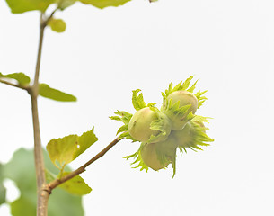 Image showing green hazelnuts