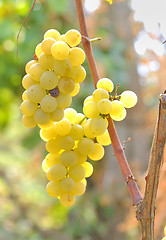 Image showing Bunch of grapes