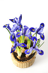 Image showing Mini-iris in a pot