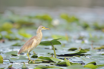 Image showing Squacco Heron (Ardeola ralloides)