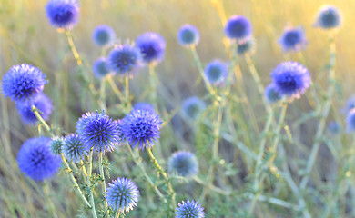 Image showing thistle close-up 