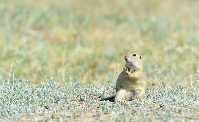 Image showing Prairie dog 