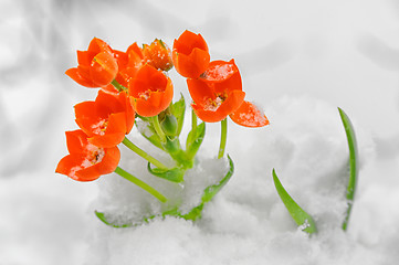 Image showing Snake Flower – Ornithogalum dubium