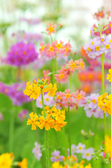 Image showing Phlox paniculata flowers