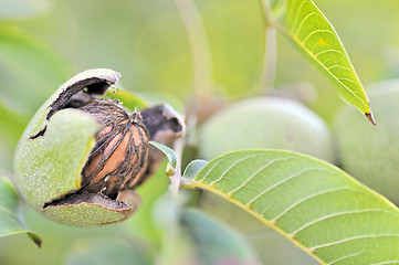 Image showing ripe walnut on tree