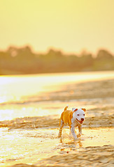 Image showing  American Staffordshire Terrier dog play in water