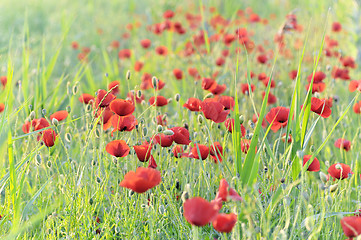 Image showing poppies field