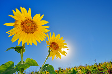 Image showing Sunflowers field