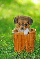 Image showing pekinese puppy  dog