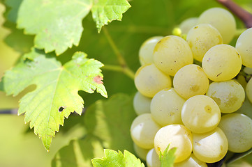 Image showing Bunch of grapes