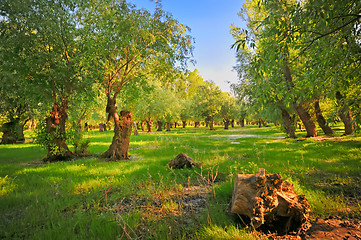 Image showing Danube meadow