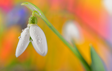 Image showing Fresh snowdrop