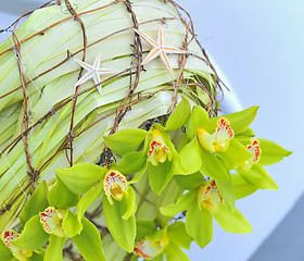 Image showing decoration summer  orchid