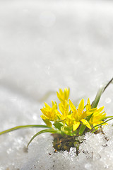 Image showing yellow spring flowers 