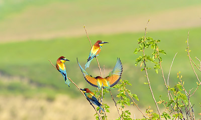 Image showing european bee-eater (Merops Apiaster) outdoor