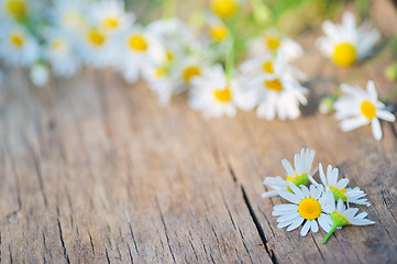 Image showing camomile flower on wood