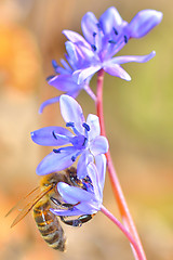 Image showing Image of beautiful violet flower and bee