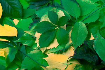 Image showing Background of multicolor leaves